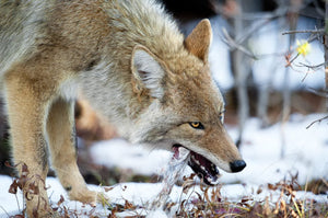 An Observation of Ethics