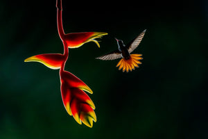 Inferno | Rufous-tailed Hummingbird