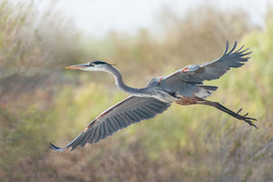 Award Winning Bird Photography