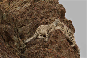 The Phantom of the Himalayas