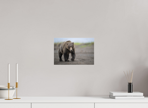 Intimidation, Alaskan Coastal Brown Bear