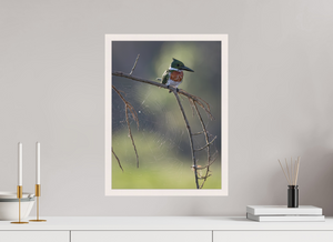 Delicate Details, Amazon Kingfisher