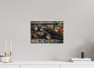 Sleep Over, Sea Lions