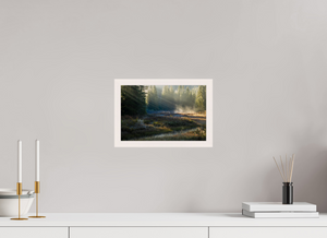 Ethereal Forest, Montenegro