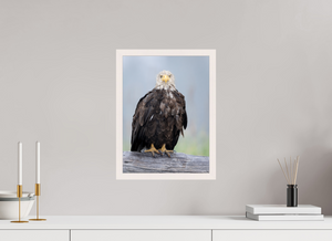 Bad Hair Day, Bald Eagle