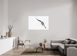 The Provider, Tufted Puffin