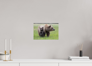 On Alert, Alaskan Coastal Brown Bear