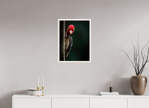 Dissatisfaction, Pale-billed Woodpecker