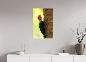 Exclamation, Pale-billed Woodpecker