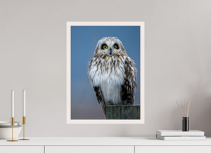 Intensity, Short-eared Owl