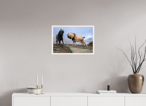 Billy Goat's Gruff, New Zealand