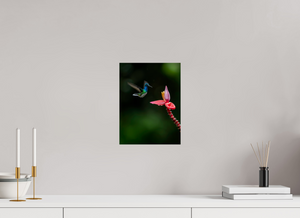 Beauty in Motion, White-Necked Jacobin