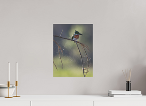 Delicate Details, Amazon Kingfisher