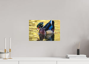 Eye Candy, Wood Duck