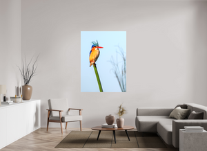 Mohawk, Malachite Kingfisher