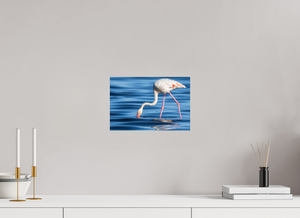 Point of Impact, Greater Flamingo