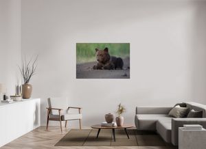 Contemplation, Alaskan Coastal Brown Bear Cub