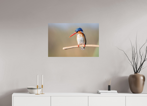 Dripping Wet, Malachite Kingfisher