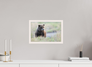 Wonder World, Alaskan Coastal Brown Bear Cub