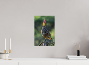 Welcoming the Dawn, Yellow-necked Spurfowl