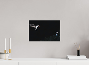 Home For Dinner, Atlantic Puffin