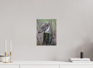 Butcher Block, Short Eared Owl