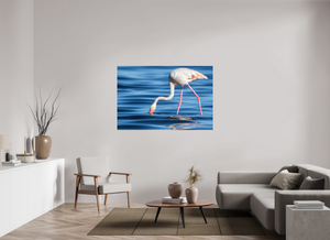 Point of Impact, Greater Flamingo