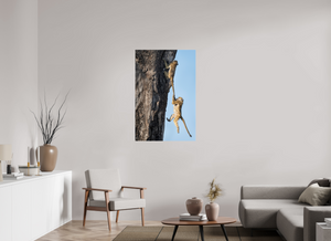 King of the Swingers, Baboon