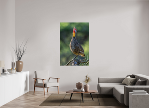 Welcoming the Dawn, Yellow-necked Spurfowl