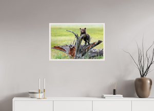 Branching Out, Alaskan Coastal Brown Bear Cub