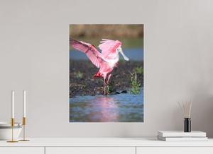 Water Dance, Roseate Spoonbill