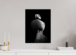 Shadow Play, Tufted Puffin