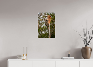 Hostility, Proboscis Monkey