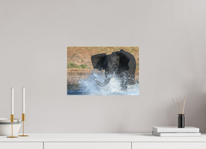 Tsunami, Elephant