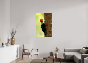 Exclamation, Pale-billed Woodpecker