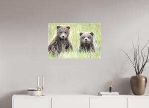 Curiosity, Alaskan Brown Bear Cub