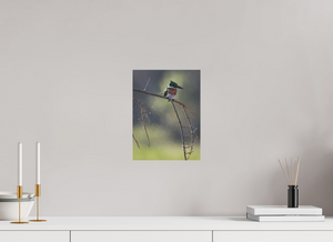 Delicate Details, Amazon Kingfisher