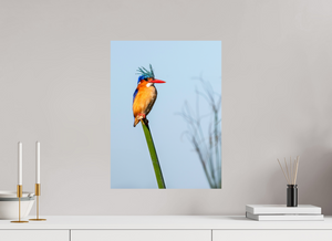 Mohawk, Malachite Kingfisher