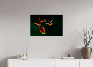 Inferno, Rufous-tailed Hummingbird