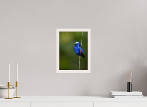 Scarlet Stockings, Red-legged Honeycreeper