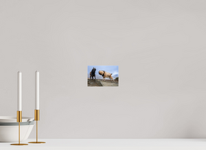 Billy Goat's Gruff, New Zealand