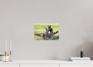 Branching Out, Alaskan Coastal Brown Bear Cub