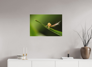 Plumes, Planthopper Nymph