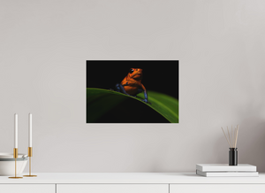 Warning Signs, Poison Dart Frog