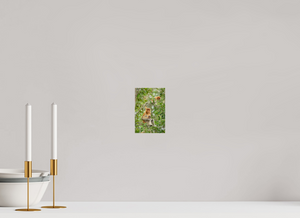 Audacity and Indignation, Proboscis Monkey