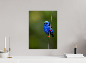 Scarlet Stockings, Red-legged Honeycreeper