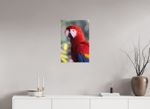 Colors of the Tropics, Scarlet Macaw