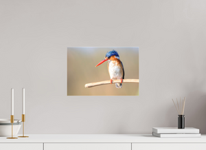 Dripping Wet, Malachite Kingfisher