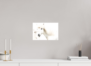 Transparency, Iceland