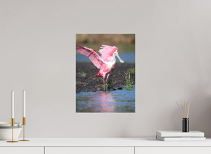 Water Dance, Roseate Spoonbill